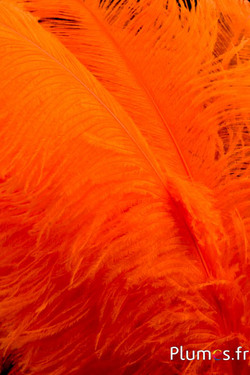 Autruche premium - 50-60 cm - orange